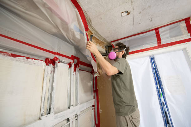 Best Black Mold Removal  in Northvale, NJ