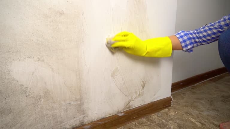 Environmental Consulting for Mold Prevention in Northvale, NJ