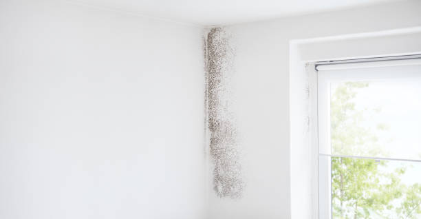 Reliable Northvale, NJ Mold Removal Solutions